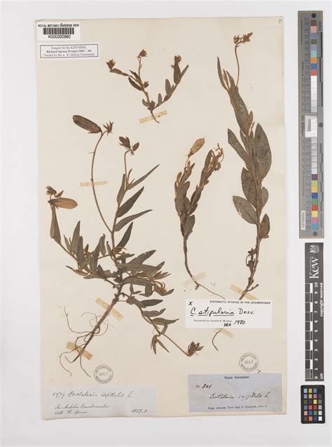 Crotalaria sagittalis L. | Plants of the World Online | Kew Science