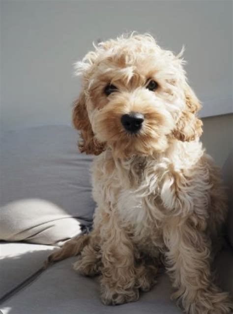 Image result for Miniature Cockapoo Dogs