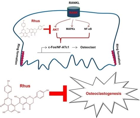 Rhusflavone Modulates Osteoclastogenesis Through RANKL-Induced AKT ...