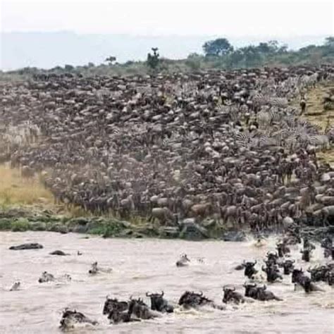 Witness the Wildebeest Migration, Serengeti National Park, Tanzania ...