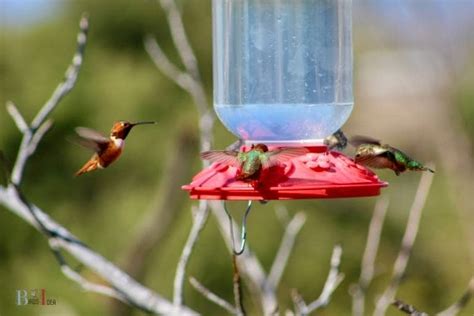 Image result for Hummingbird Feeder Setup
