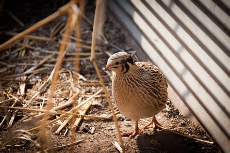 Buy Live Quail For Sale In Kansas | Kansas Game Birds