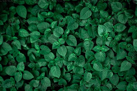 Dense dark green leaves in the garden. Emerald green leaf texture ...