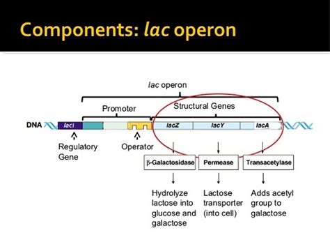Image result for Lac Operon Components