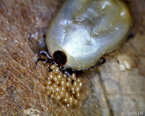 Do Ticks Lay Eggs On Animals at Andrew Briones blog