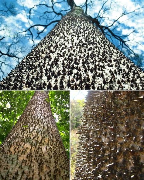 Exploding Tree 的图像结果