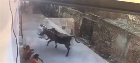 Video: Bull Attacks Old Man Who Provoked It For No Reason