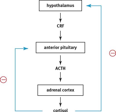 What tropic hormone stimulates cortisol from the adrenal gland - smashbxe