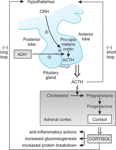 JaypeeDigital | eBook Reader