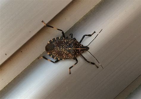 Image result for Spring Season Insects