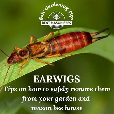 SAFE GARDENING TIP – How to remove earwigs from your garden and bee house