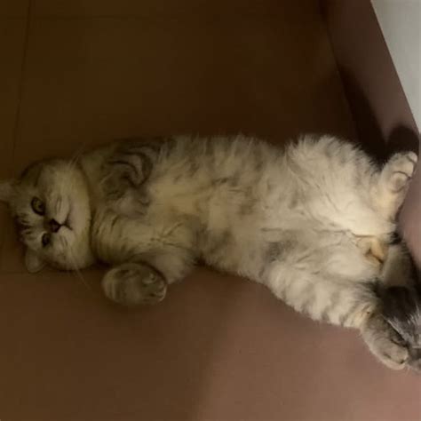 Image result for Toothless GEC