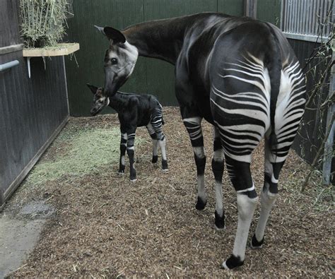 Okapi 的图像结果