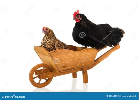 155 Barrow Animals Stock Photos - Free & Royalty-Free Stock Photos from ...