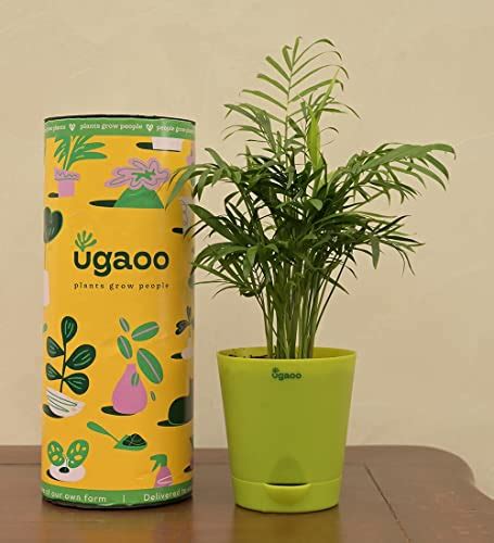 Ugaoo Bamboo Palm Pet Safe Plant with Self Watering Pot | Supertails