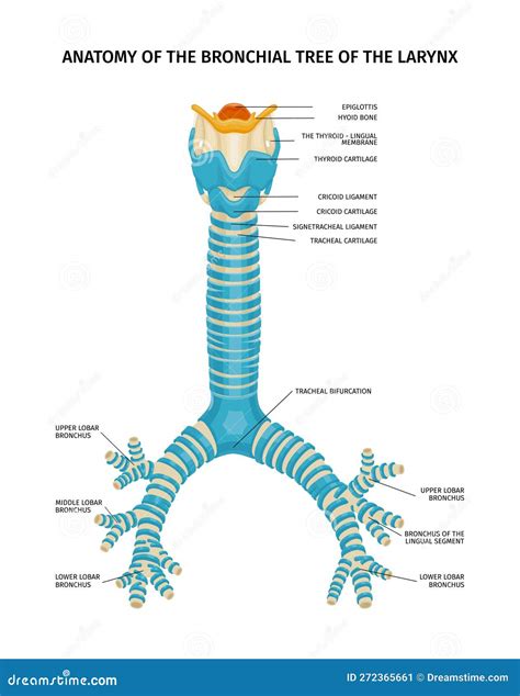 Bronchial Tree Anatomy Labeled