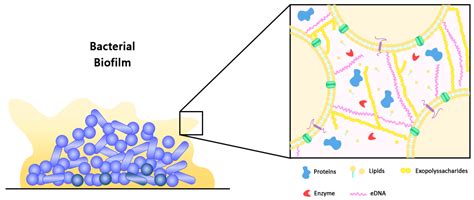Superhydrophobic Nanocoatings as Intervention against Biofilm ...