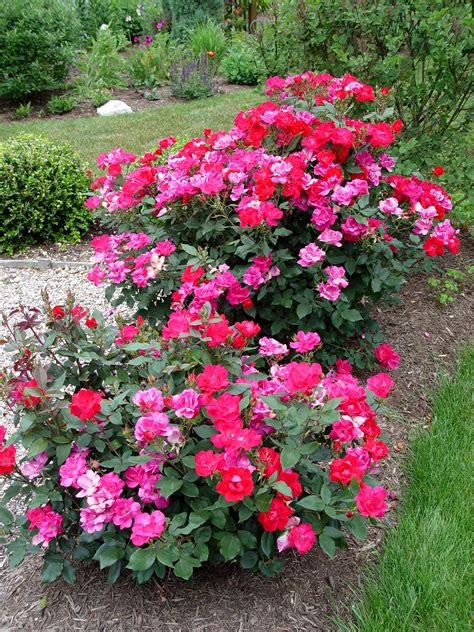 How To Plant Double Knockout Rose Bush at Orville Turner blog