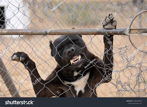 Pitbull Teeth Structure