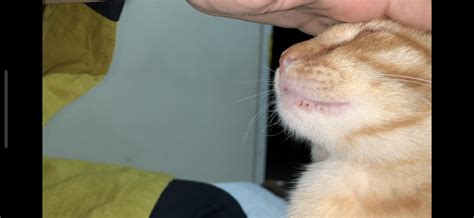 What are these red scab things on my cat’s lower lip? : r/cats