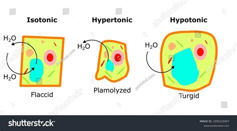 15 Isotonic Solution Semipermeable Membrane Images, Stock Photos & Vectors | Shutterstock