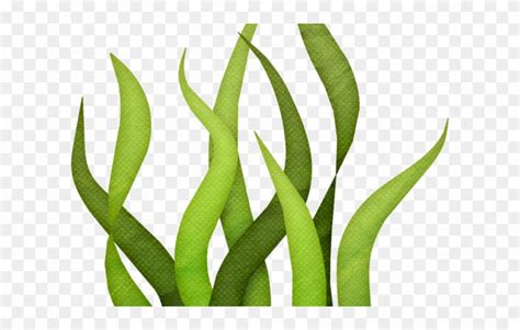 Aboriginal Seaweed Use: Traditional Coastal Resources & Applications