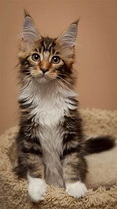 cat breed cat breed temperaments cats types cat breed cat breed temperaments cats types
