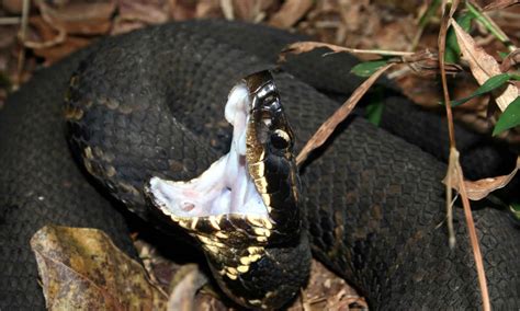 8 Black Snakes in Texas: One is Venomous! - A-Z Animals