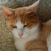 Image result for Logitech Recoil Script Rust