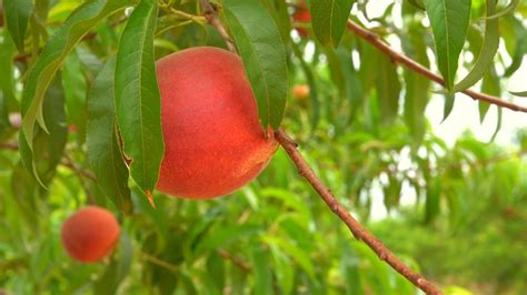 Pearson Farm in Peach County opens for 2022 peach season | 13wmaz.com