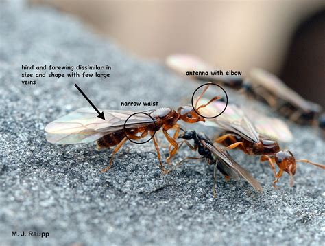 Winged Ant Vs Termite
