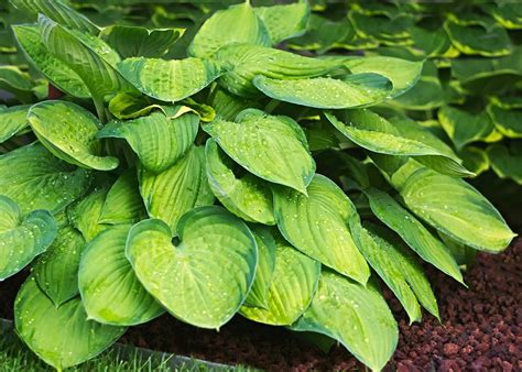 Hosta: How to Plant, Grow, and Care for Hostas | The Old Farmer's Almanac