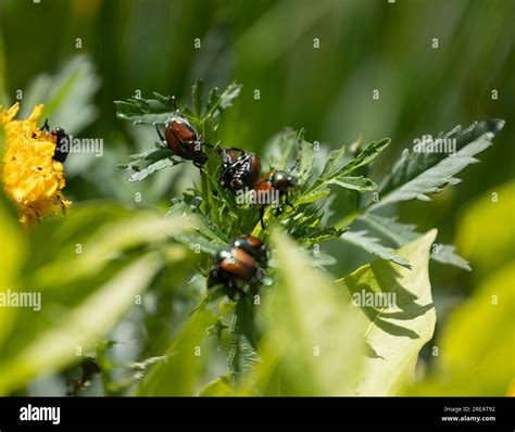 Do Marigolds Attract Japanese Beetles at Travis Poteete blog