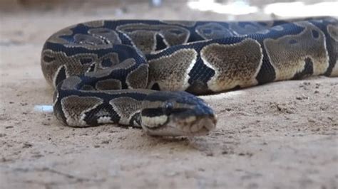 Image result for Python Family