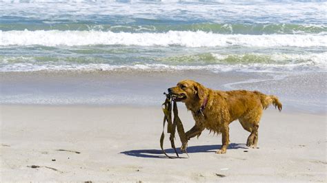 Can Dogs Eat Seaweed? Safe & Risky Seaweed Types for Dogs