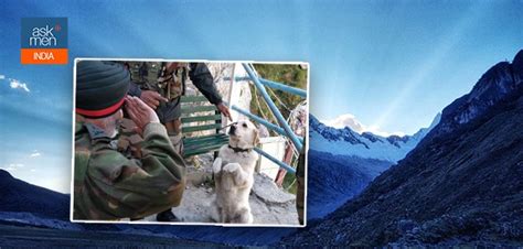 This Picture Of A Dog Saluting An Army Man And Getting Saluted Back Is ...