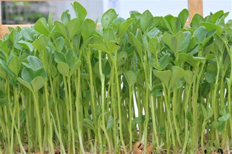 如何种植豌豆才能高产？施肥的时候应该注意什么方法？不妨一看 - 每日头条