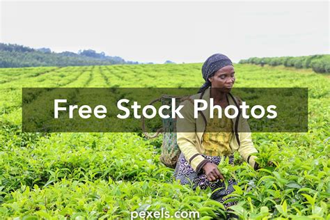 African Agriculture 的图像结果