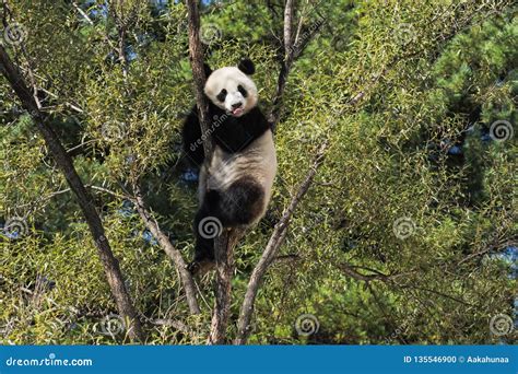 Panda stock photo. Image of environment, animal, mammal - 135546900