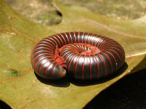 Millipede Wallpapers | WallpapersOK