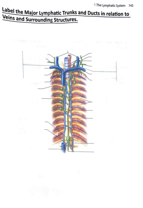 Image result for Lymphatic Trunks Model