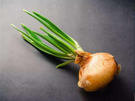 Is it safe to eat sprouted onions? | The Times of India