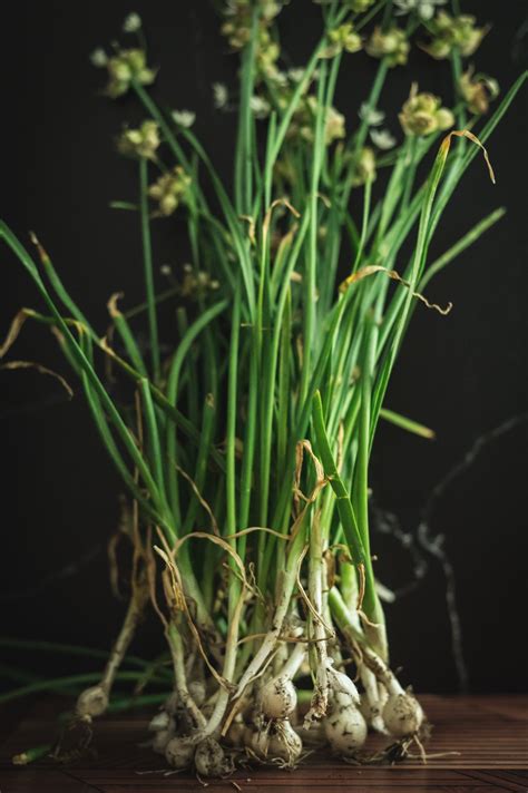 Foraging Wild Onions — The Seed Sage | Raised Bed Garden & Garden ...