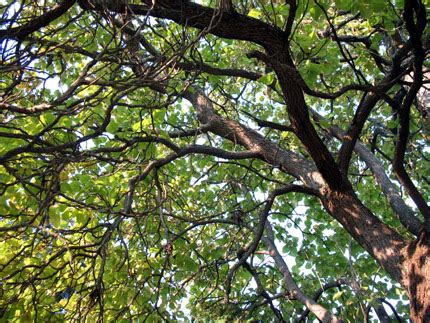 Cigar Tree 的图像结果