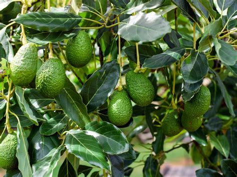 Image result for Planting Avocado Tree