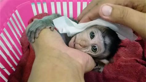 Image result for Bug Infested Baby Monkey