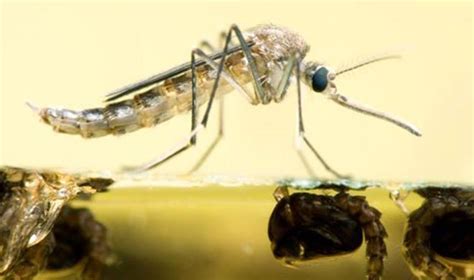 Do not ignore 2nd attack of dengue - India TV Hindi