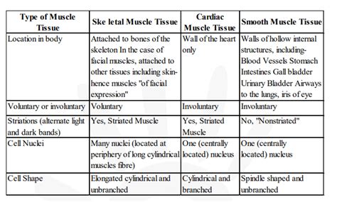 Difference amongst striated, unstriated and cardiac muscles on the ...