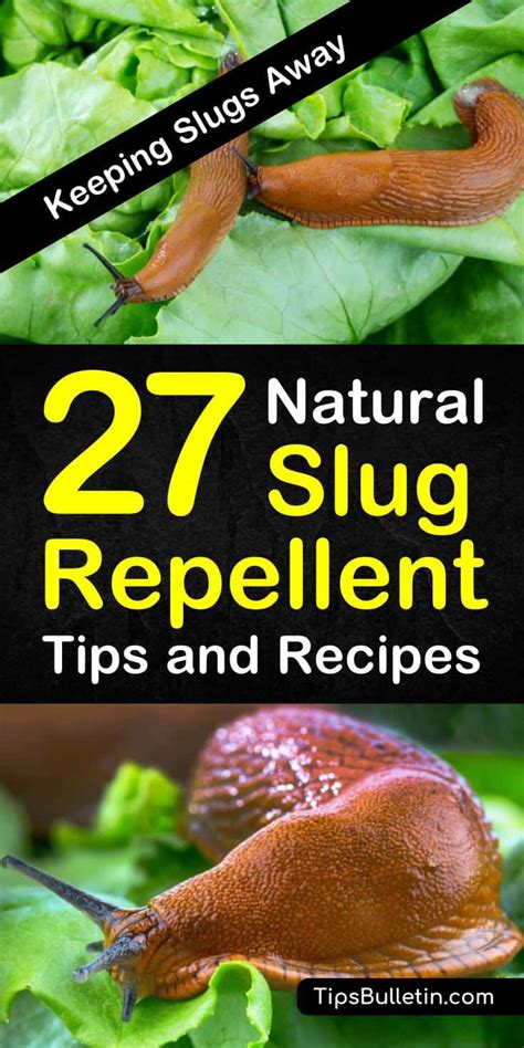 Image result for Homemade Slug Control