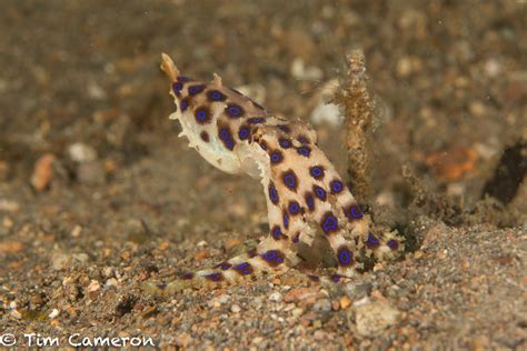 Image result for Blue-Ringed Octopus Eating